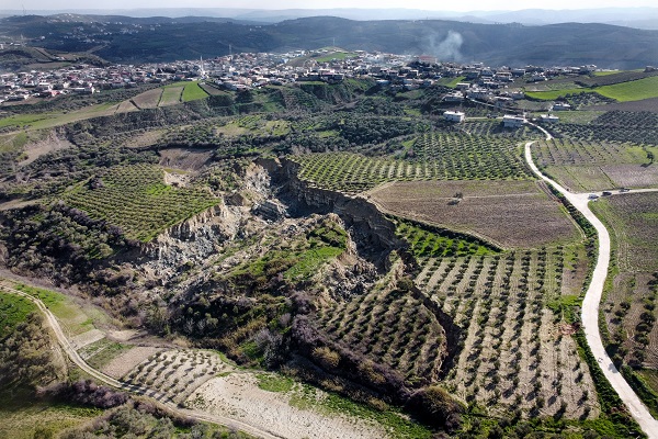 Foto - İşte Hatay’da depremin simgesi zeytinlik