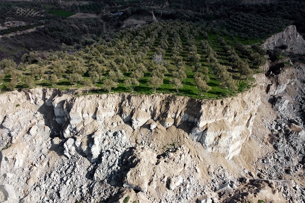 Foto - İşte Hatay’da depremin simgesi zeytinlik