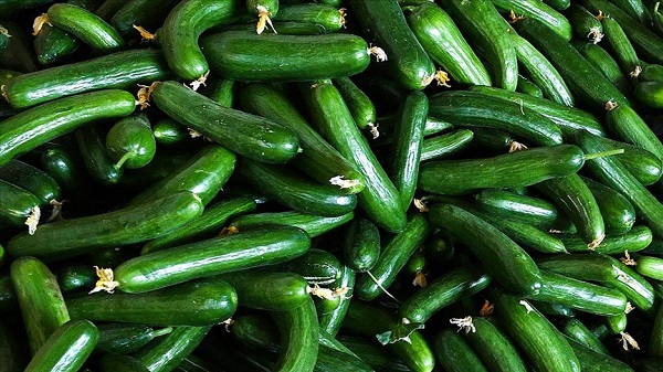 Foto - İşte, hayatınızı kolaylaştıracak o tüyo! Bu yöntem salatalıkların taze kalmasını sağlıyor