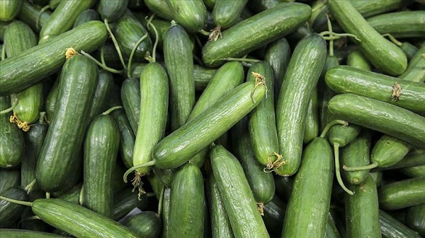 Foto - İşte, hayatınızı kolaylaştıracak o tüyo! Bu yöntem salatalıkların taze kalmasını sağlıyor