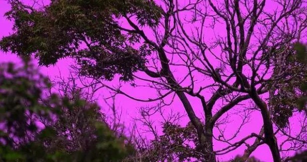 Foto - İşte hayvanlar dünyayı böyle görüyor! 