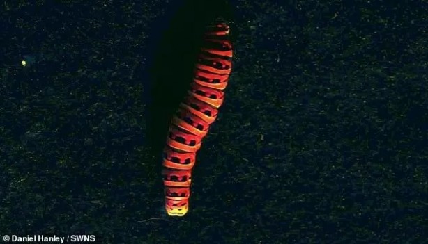 Foto - İşte hayvanlar dünyayı böyle görüyor! 