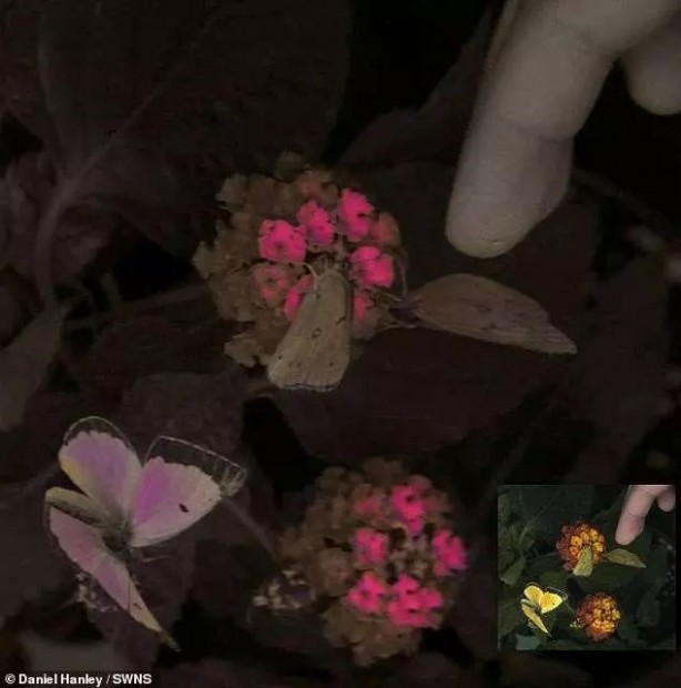 Foto - İşte hayvanlar dünyayı böyle görüyor! 