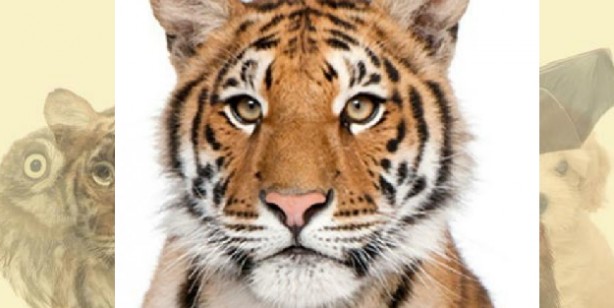 Foto - İşte herkesi şaşırtan kişilik analizi