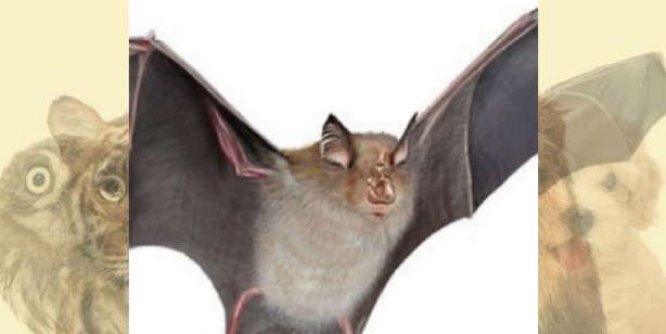 Foto - İşte herkesi şaşırtan kişilik analizi