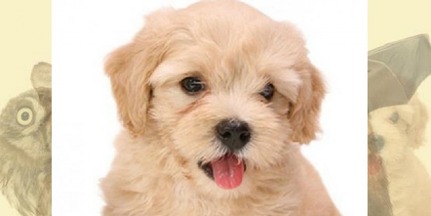 Foto - İşte herkesi şaşırtan kişilik analizi