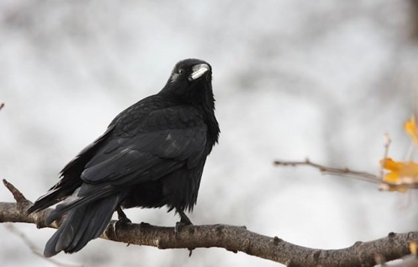 Foto - İşte herkesin merak ettiği soruların cevapları