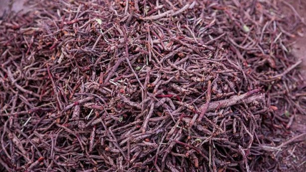 Foto - İşte İbn-i Sina'nın 1000 yıllık formülü! Vücudu zehirden arındırıyor