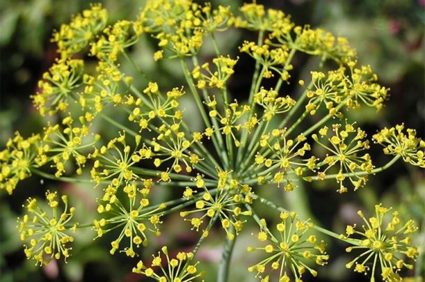 Foto - İşte İbn-i Sina'nın 1000 yıllık formülü! Vücudu zehirden arındırıyor