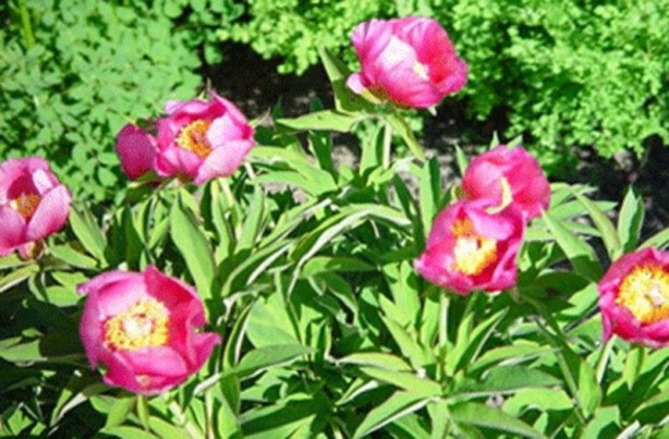 Foto - İşte İbn-i Sina'nın 1000 yıllık formülü! Vücudu zehirden arındırıyor