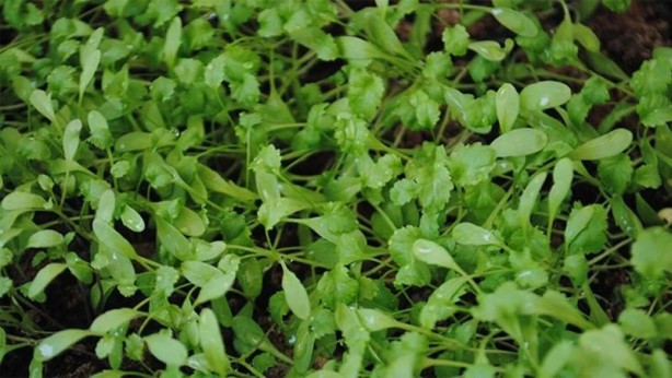 Foto - İşte İbn-i Sina'nın 1000 yıllık formülü! Vücudu zehirden arındırıyor