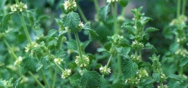 Foto - İşte İbn-i Sina'nın 1000 yıllık formülü! Vücudu zehirden arındırıyor