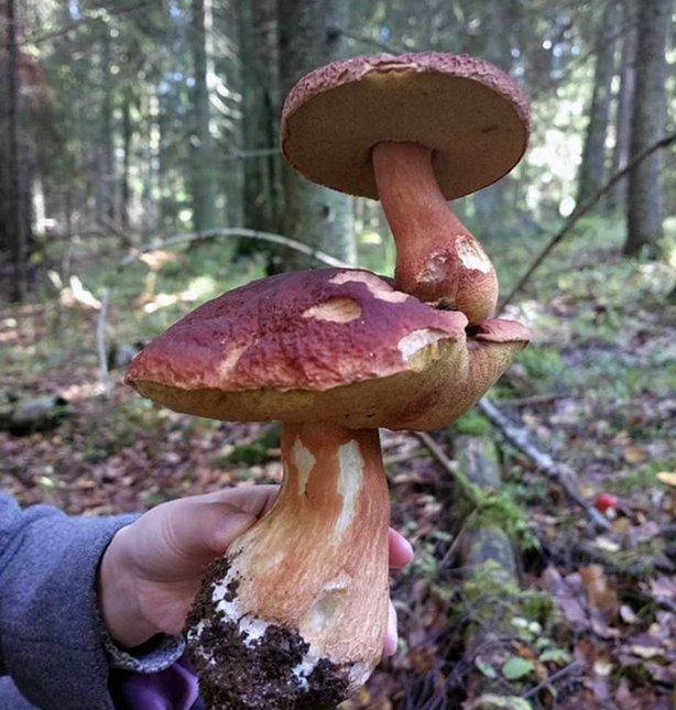 Foto - İşte ilk kez göreceğiniz görüntüler