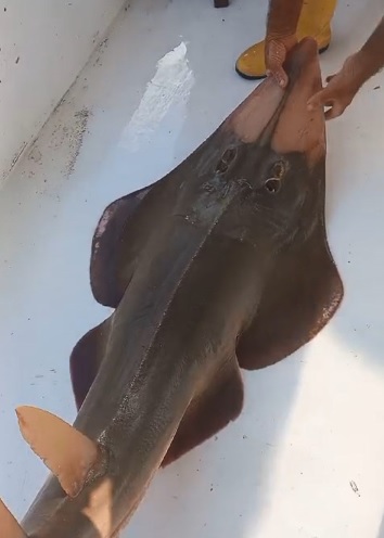 Foto - İşte ‘insan yüzlü’ balık