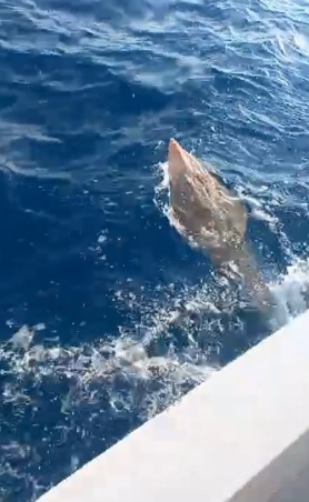 Foto - İşte ‘insan yüzlü’ balık