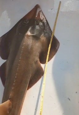 Foto - İşte ‘insan yüzlü’ balık