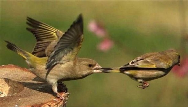 Foto - İşte internetin en çok tıklanan fotoğrafları