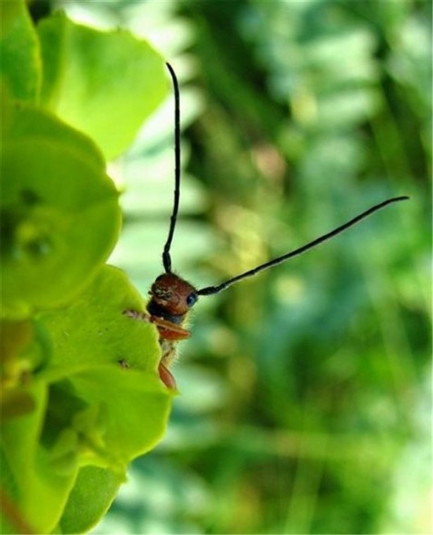 Foto - İşte internetin en çok tıklanan fotoğrafları