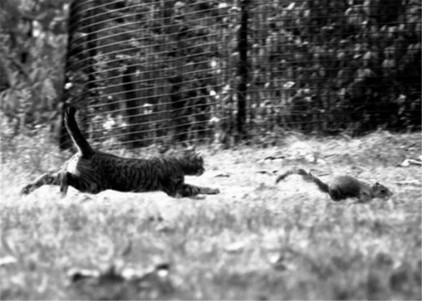 Foto - İşte internetin en çok tıklanan fotoğrafları