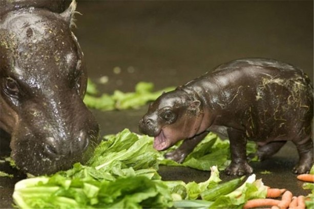 Foto - İşte internetin en çok tıklanan fotoğrafları