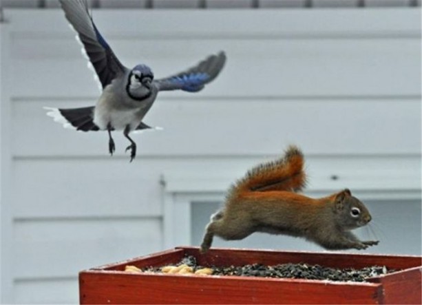 Foto - İşte internetin en çok tıklanan fotoğrafları