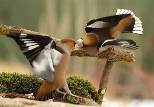 Foto - İşte internetin en çok tıklanan fotoğrafları