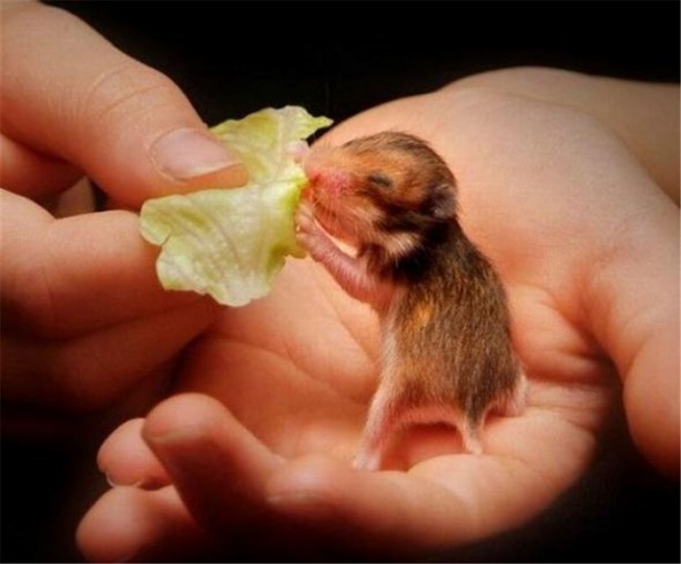 Foto - İşte internetin en çok tıklanan fotoğrafları