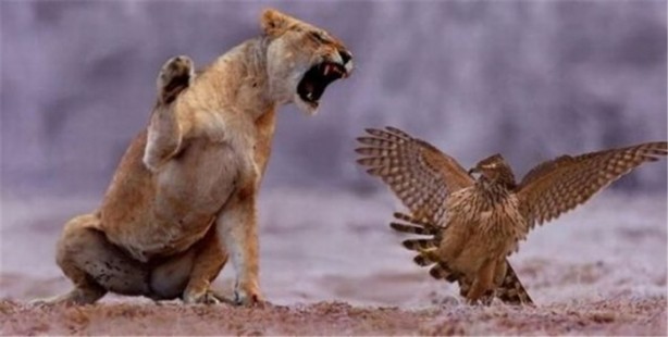 Foto - İşte internetin en çok tıklanan fotoğrafları