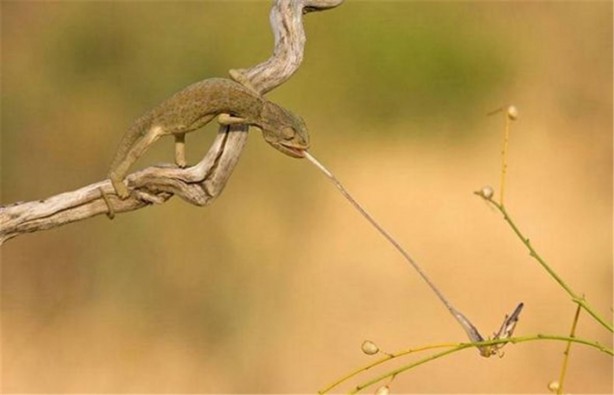 Foto - İşte internetin en çok tıklanan fotoğrafları