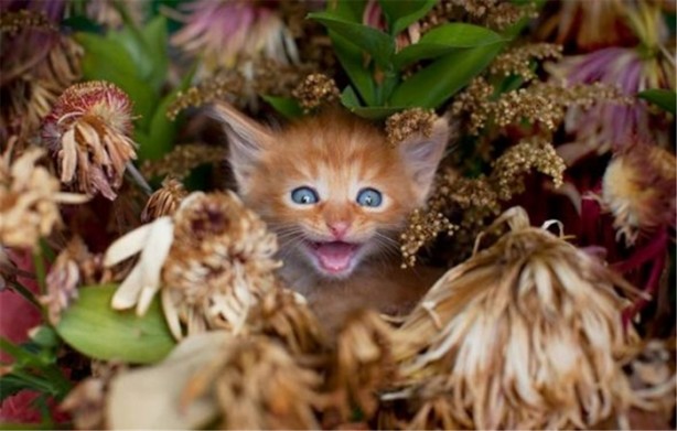 Foto - İşte internetin en çok tıklanan fotoğrafları