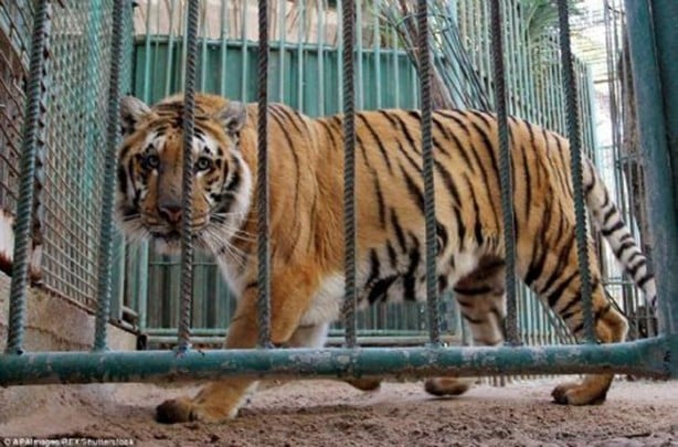Foto - İşte İsrail zulmünün tablosu