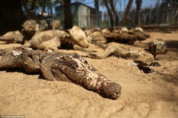 Foto - İşte İsrail zulmünün tablosu