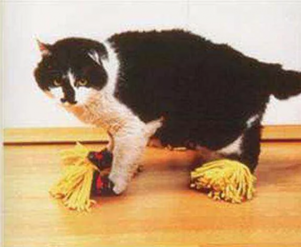 Foto - İşte Japonların en akıl almaz, en gereksiz, en sıradışı icatları! 