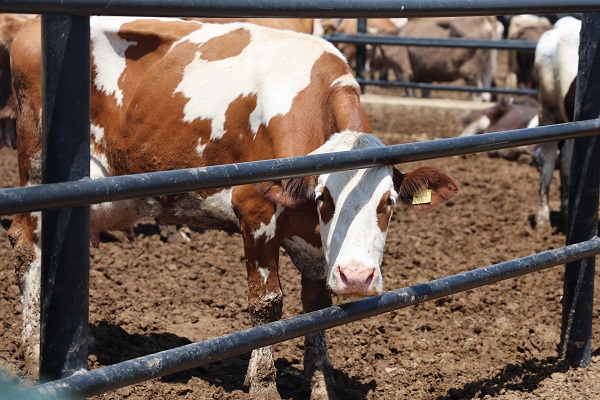 Foto - İşte, kaliteli kurban seçmenin yolu
