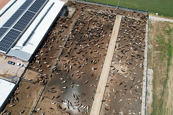 Foto - İşte, kaliteli kurban seçmenin yolu