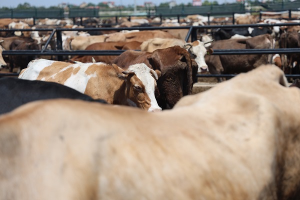 Foto - İşte, kaliteli kurban seçmenin yolu
