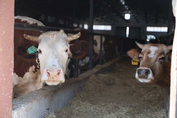Foto - İşte, kaliteli kurban seçmenin yolu