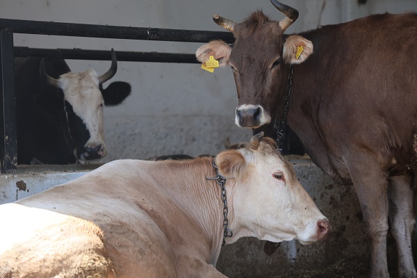 Foto - İşte, kaliteli kurban seçmenin yolu