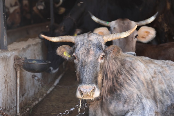 Foto - İşte, kaliteli kurban seçmenin yolu