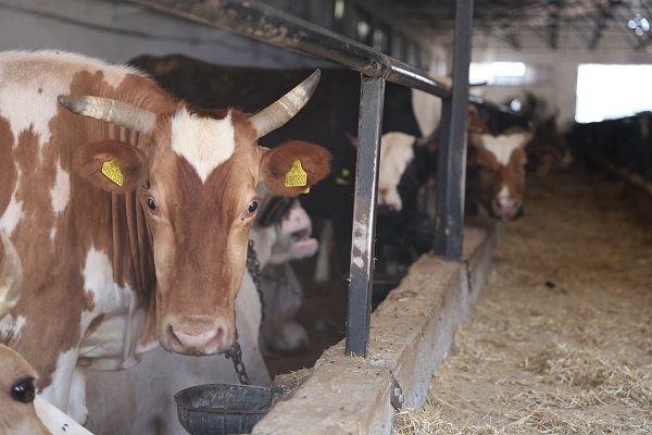 Foto - İşte, kaliteli kurban seçmenin yolu