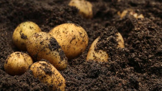 Foto - İşte kanıtlanan faydaları! Dünyadaki en sağlıklı 50 süper yiyecek