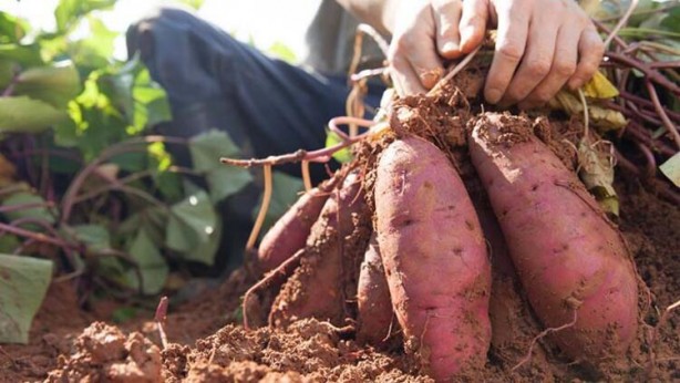 Foto - İşte kanıtlanan faydaları! Dünyadaki en sağlıklı 50 süper yiyecek