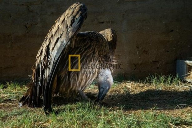 Foto - İşte kanlı savaşçılar