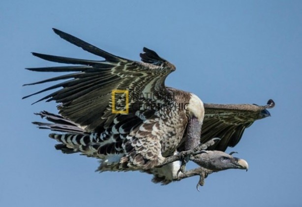 Foto - İşte kanlı savaşçılar