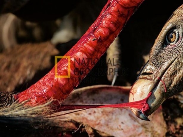 İşte kanlı savaşçılar