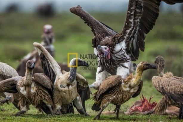 Foto - İşte kanlı savaşçılar