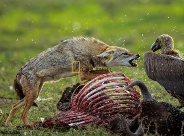 Foto - İşte kanlı savaşçılar