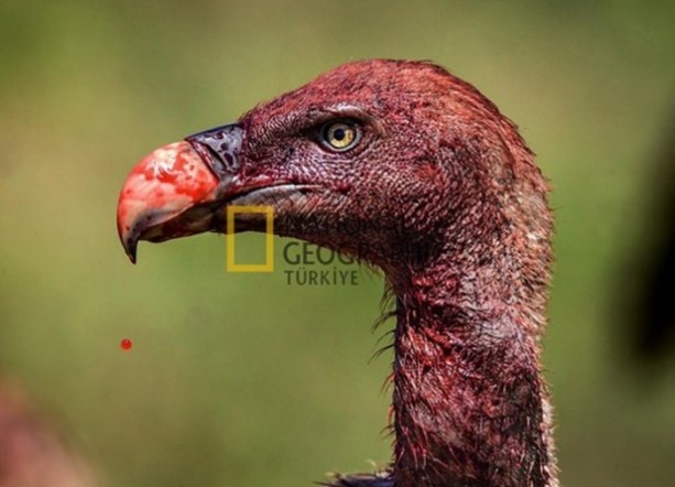 Foto - İşte kanlı savaşçılar