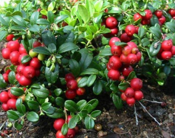 Foto - İşte kanser düşmanı yiyecekler!