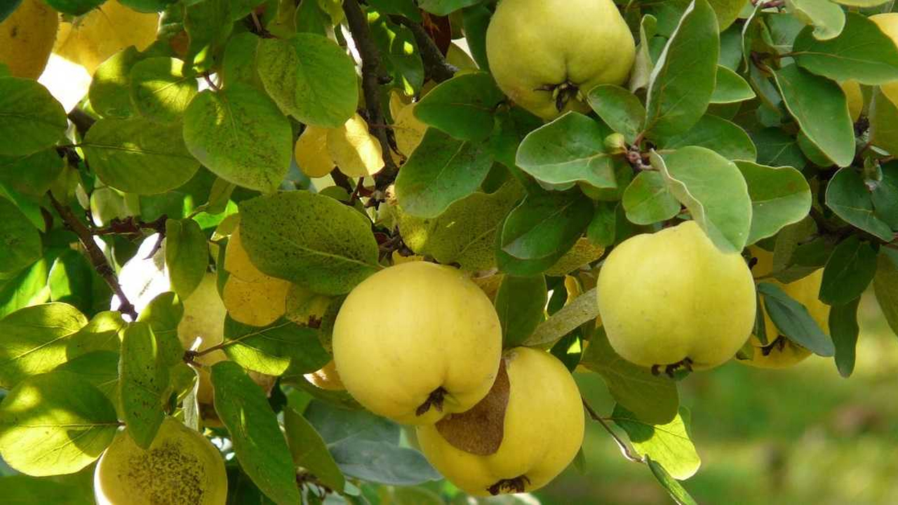 Foto - İşte kış aylarında vitamin deposu olan 10 meyve